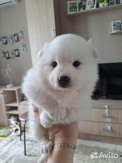 Японский шпиц