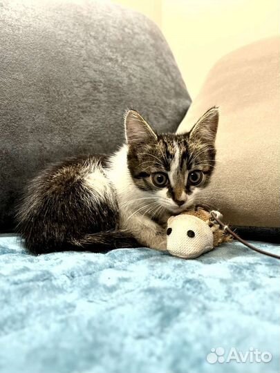 Котенок от кошки мышеловки