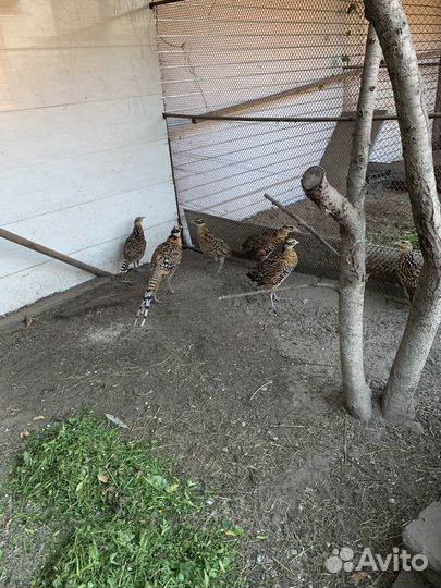 Павлинята и фазанятв