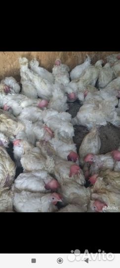 Куры несушки