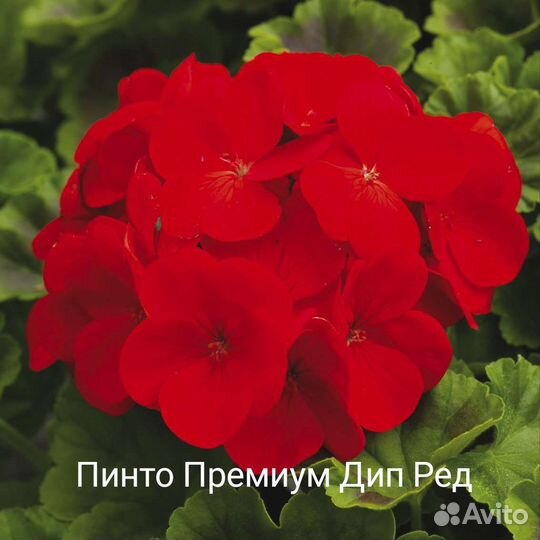 Пеларгония герань сортовая