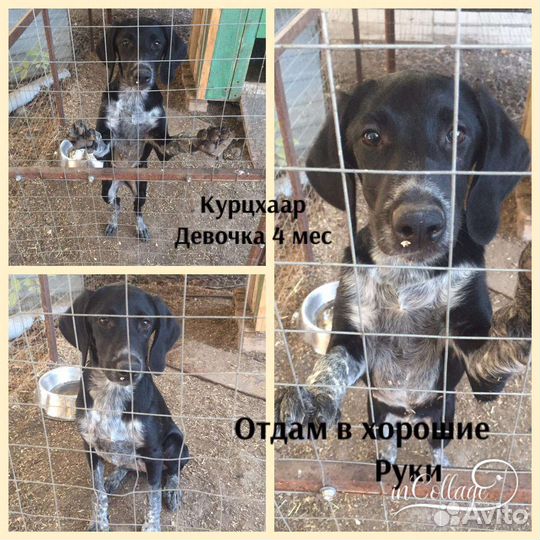 Отдам щенков Курцхаара