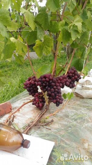 Саженцы винограда