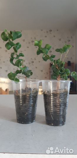 Фикус, адениум, спатифиллум