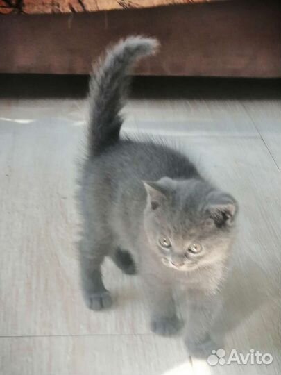 Британский котенок