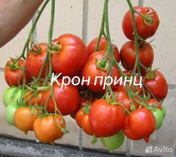 Семена коллекционных сортов томатов