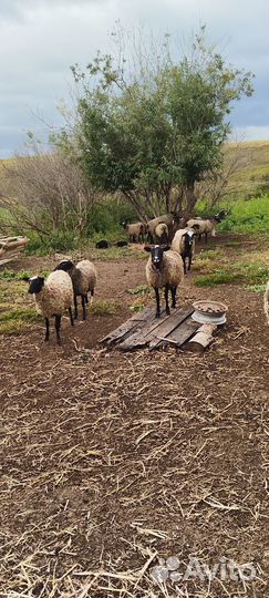 Овцы бараны