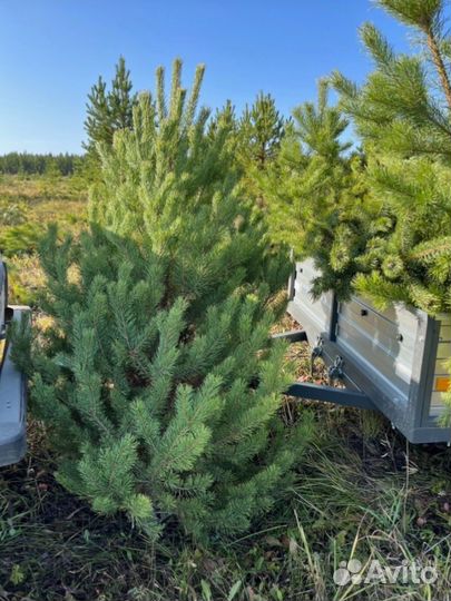 Сосна новогодняя оптом