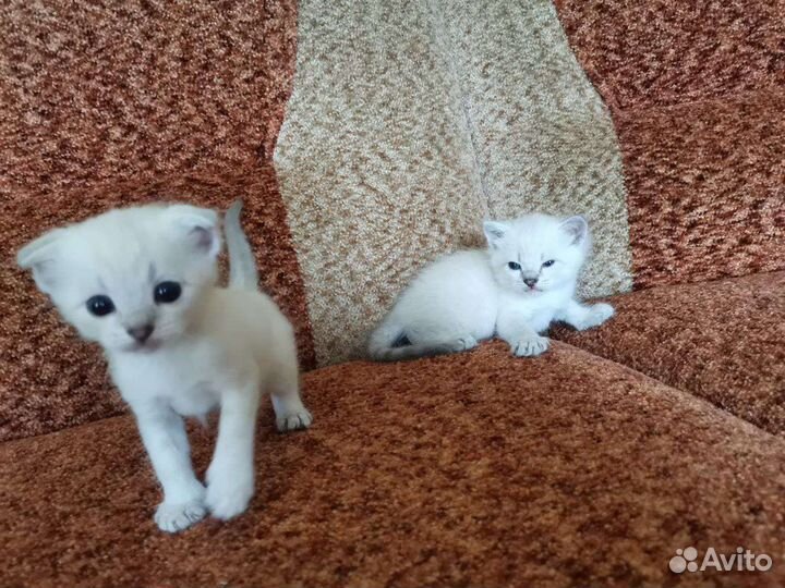 Котята от вислоухой мамы