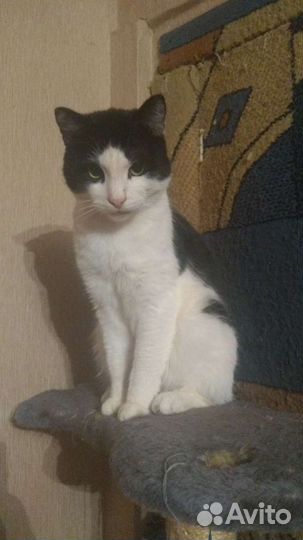 Ласковый котик Хома - в добрые руки