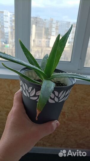 Алоэ вера