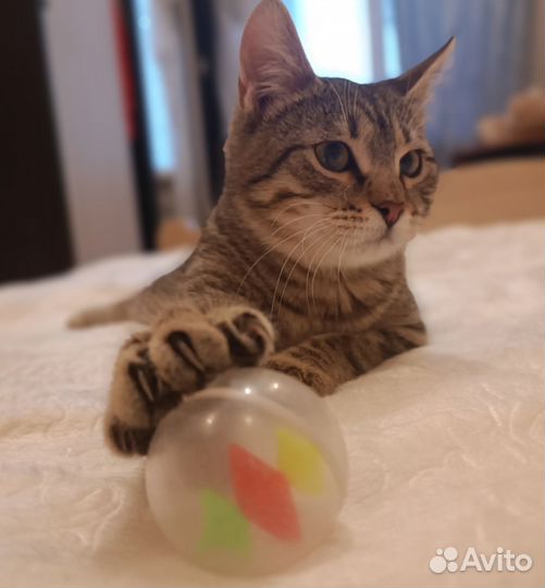 Европейская Пунш 9 мес