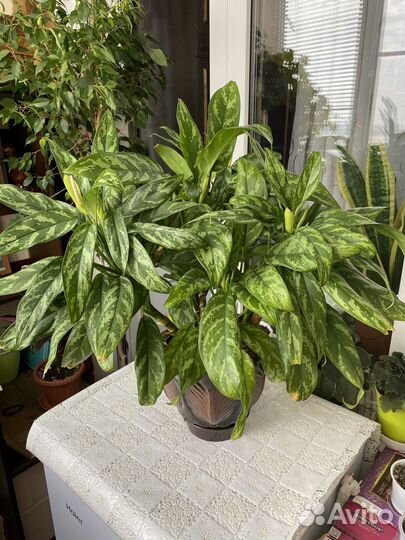 Аглаонема комнатный цветок