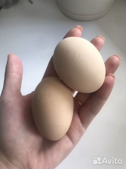 Домашние куриные яйца
