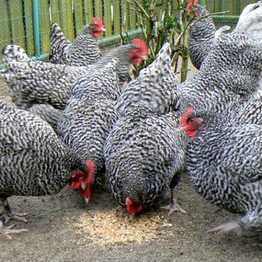 Инкубационное яйцо кур