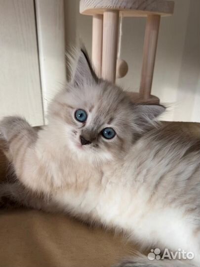 Невская маскарадная котята