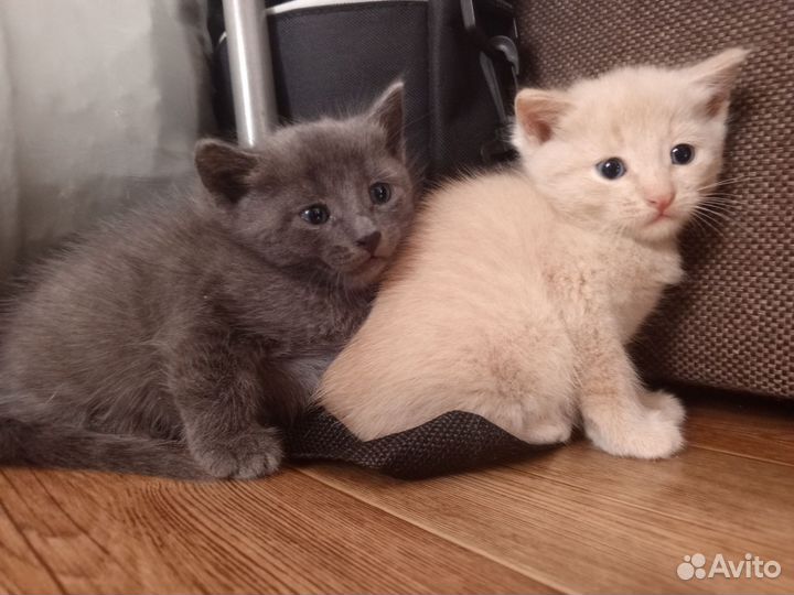 Дымчатый котенок