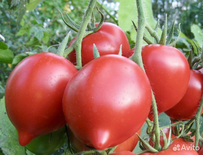 Семена томата Будёновка