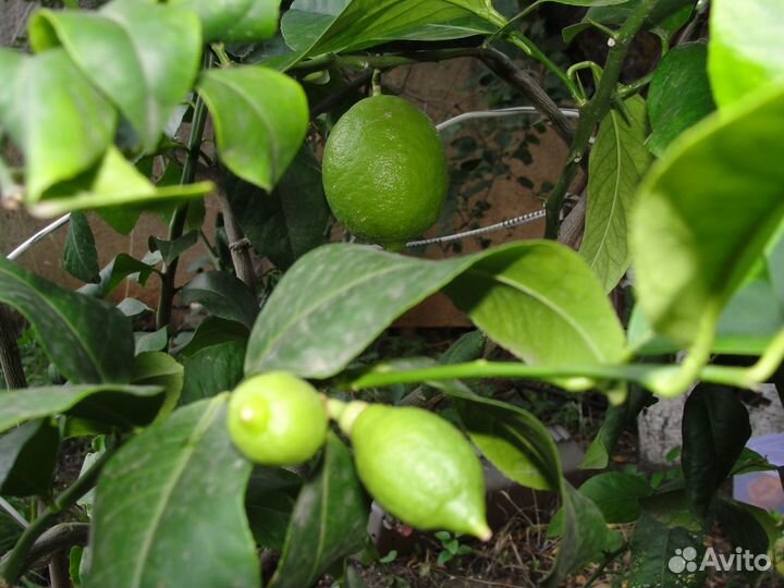 Павловский лимон