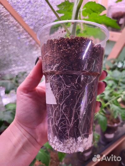 Рассада: томаты, помидоры, баклажаны, капуста