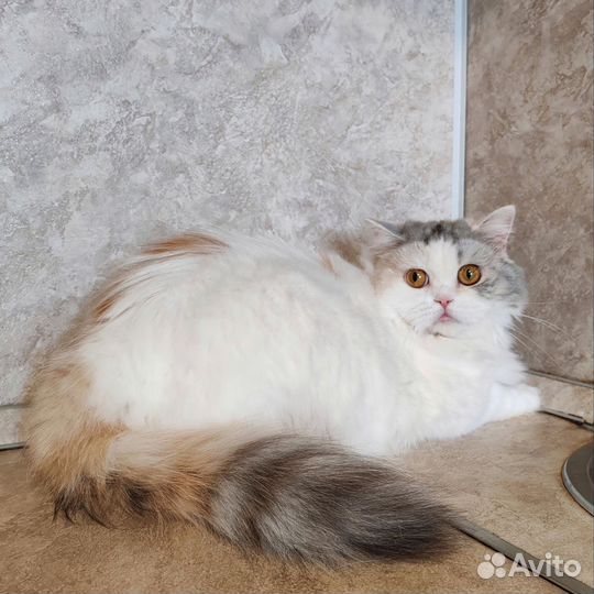 Хайленд страйт девочка