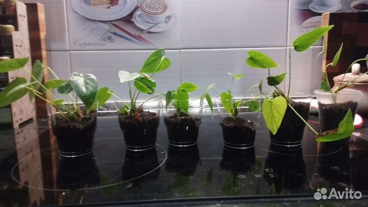 Антуриум