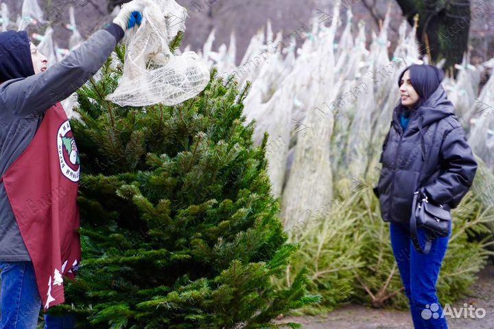 Готовый бизнес на новогодних ёлках