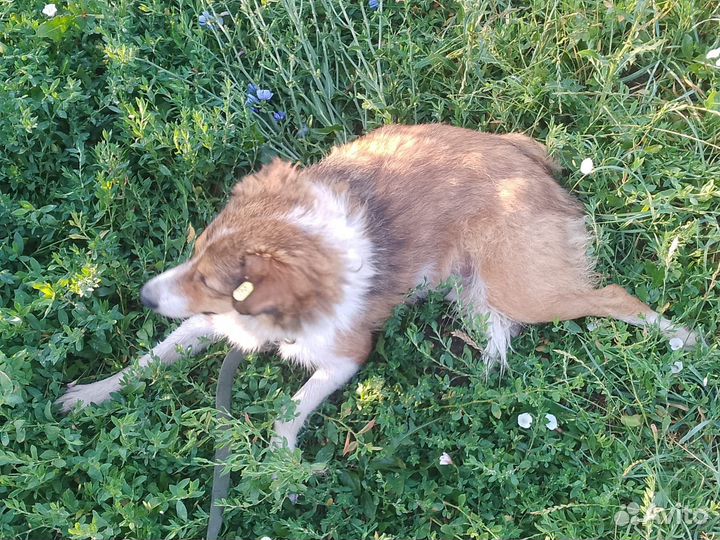 Собака в добрые руки