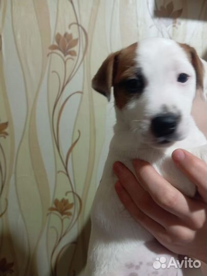 Щенки Джек рассел терьер девочка