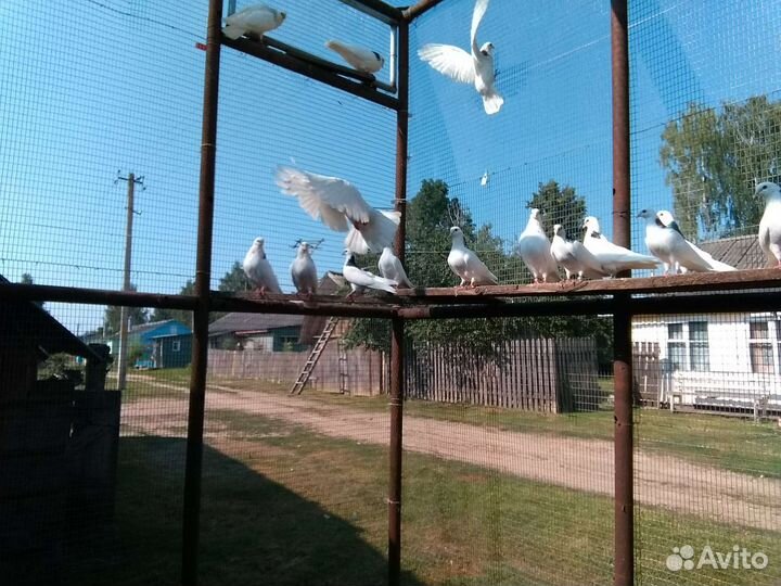 Пермские гривуны