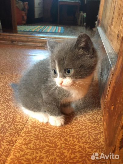 Котик ищет дом