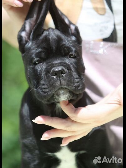 Шикарные щенки Кане Корсо