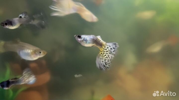 Аквариумные рыбки гуппи