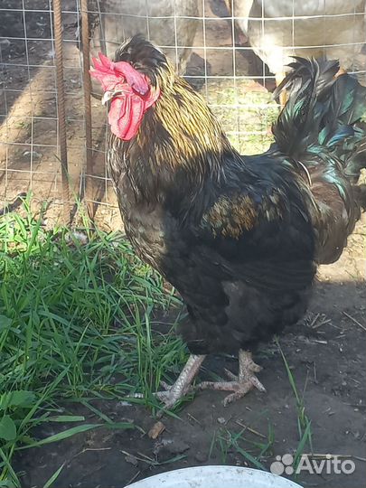 Петух породы русский хохлатый