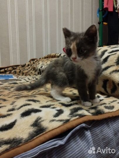 Игривый котёнок, девочка