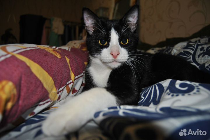Котика отдам (возраст 10 мес.)
