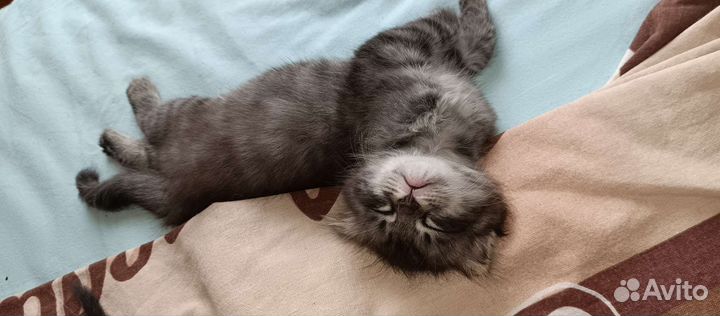 Шотландские котята