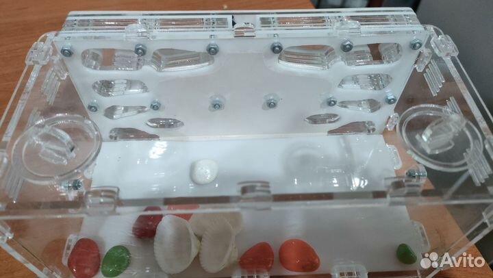 Формикарий для муравьев