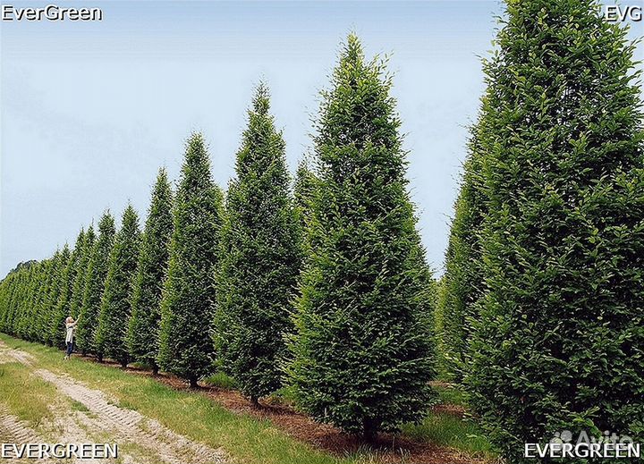 Туя из питомника