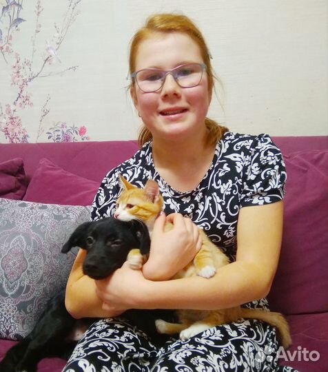 Зооняня приходящая сутки, часы, выгул, передержка