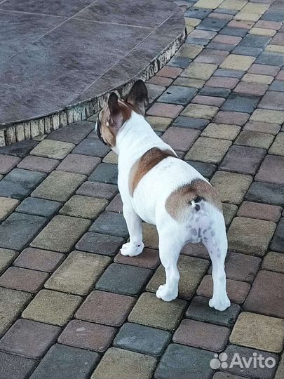 Французский бульдог щенки от чемпиона РКФ