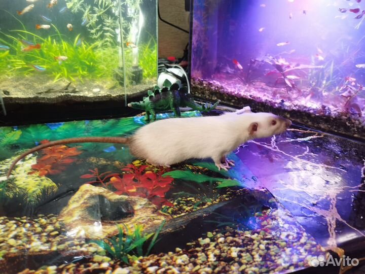 Сиамские крысята дамбо