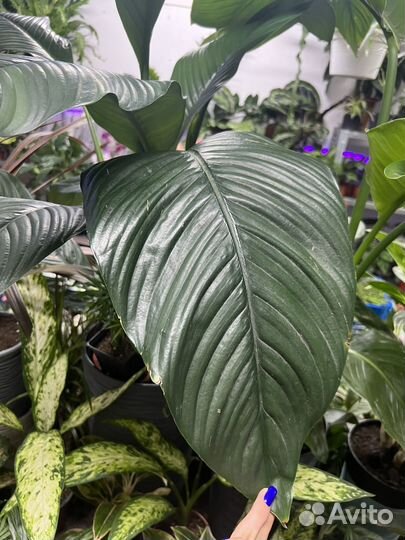 Спатифиллум сенсация