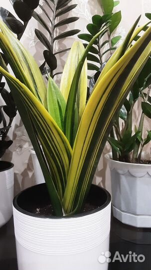 Сансевиерия Голден Флейм