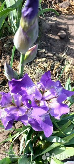 Ирис многолетние цветы