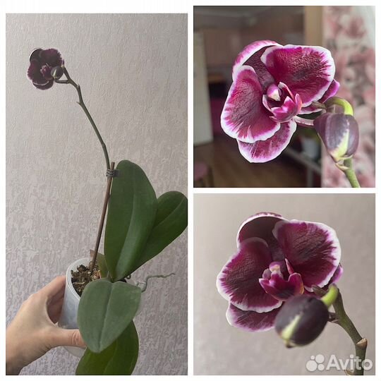 Орхидея сортовая Phal Ever Prince Star 