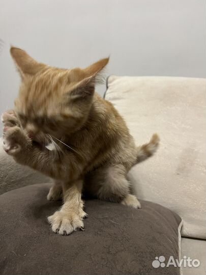 Котенок рыжий