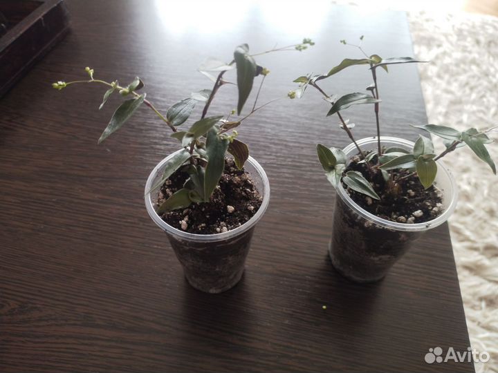 Традесканция гибазис 