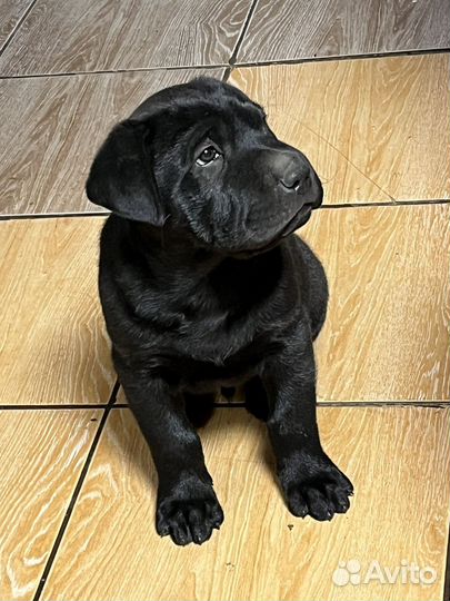 Домашние животные