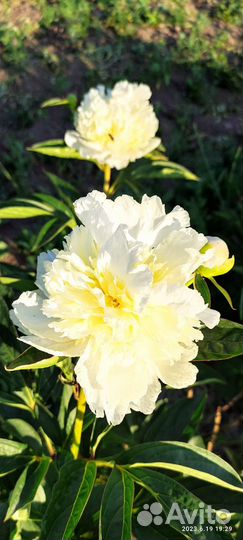 Пион.Травянистый пион.Ароматный пион.Корни пиона